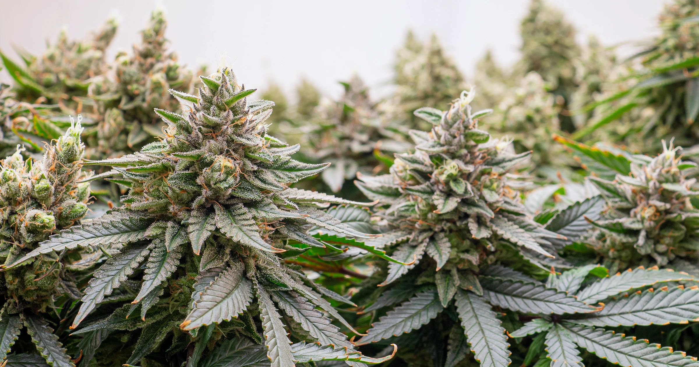 Blühende Cannabispflanzen; daneben eine Datenkarte zur markierten Pflanze mit Status, Charge CH-742 und Bereich Raum A2.